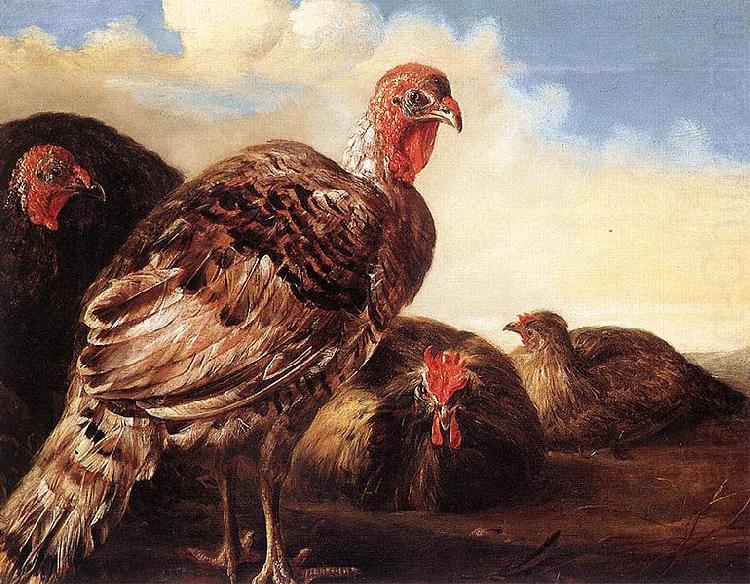 CUYP, Aelbert Domestic Fowl china oil painting image